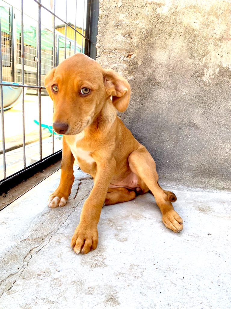 Invitan a jornada extraordinaria de  adopción de mascotas en Mall Curicó