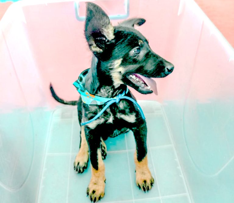 Invitan a nueva jornada de adopción de mascotas