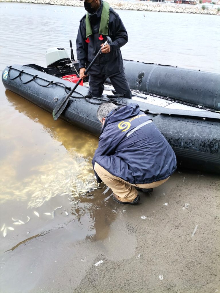 Baja de temperatura en el agua provocó muerte masiva de peces en Constitución