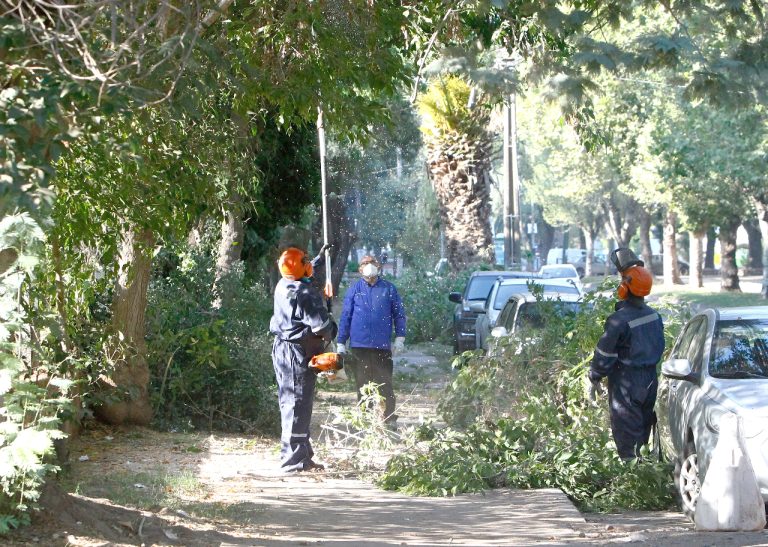 Levantan follaje de los árboles de la Alameda Manso de Velasco de Curicó