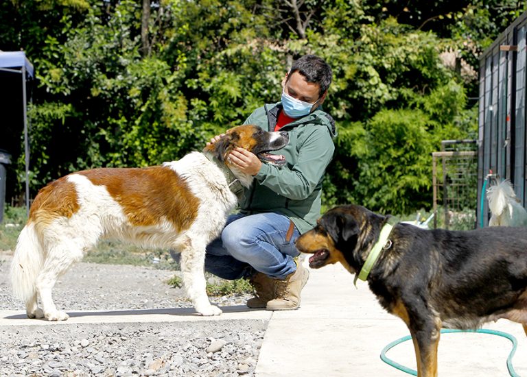 Llaman a mantener conductas responsables con las mascotas