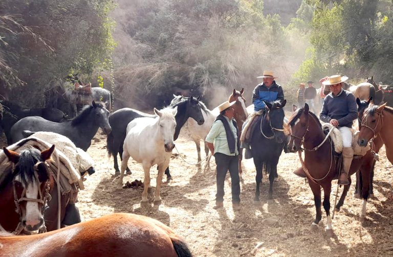 Operativo pecuario permitió atender a más de 120 caballos