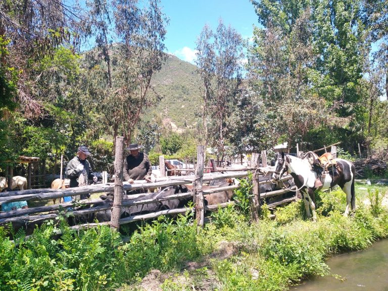 Continúan atenciones veterinarias en sectores ganaderos de Curicó