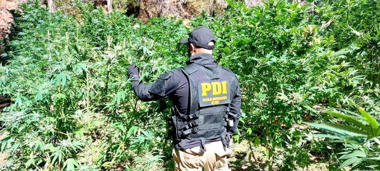 Millonario decomiso de marihuana en la costa