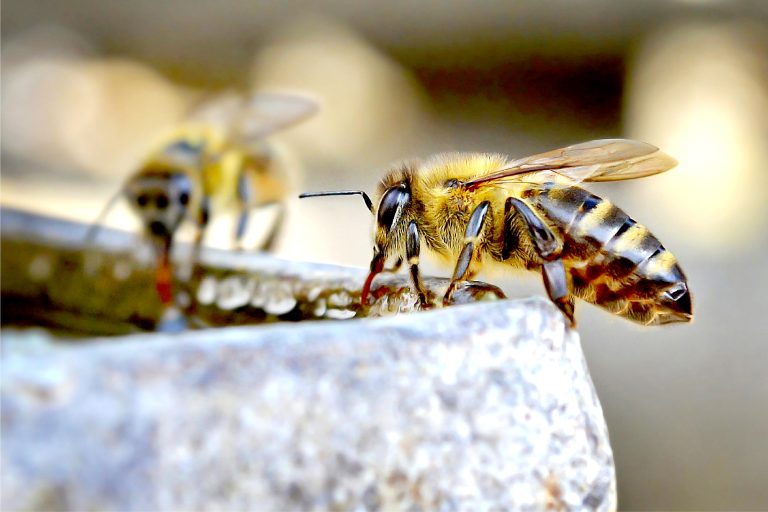 Estudio confirma que tendido eléctrico causa efectos negativos sobre las abejas