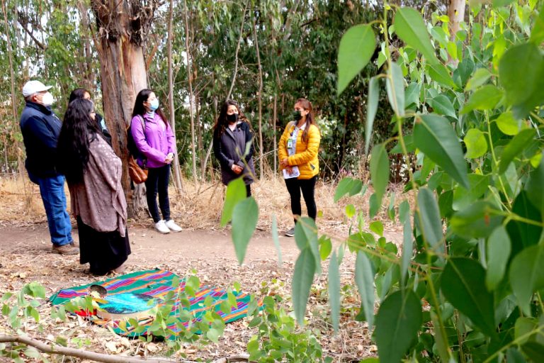 Proyecto busca reemplazar eucaliptos por árboles nativos en sector del cerro Condell