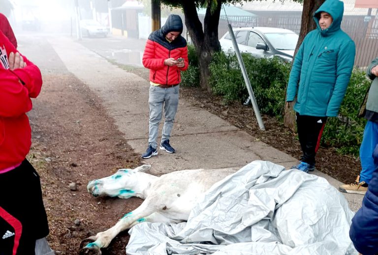 Municipalidad de Curicó entregó atención veterinaria a caballar golpeado por el tren