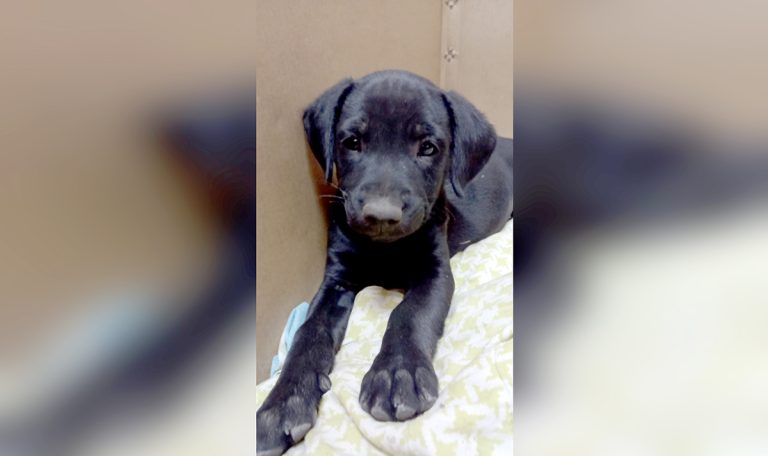 Fundación Paticorta, Carabineros de Chile y Corporación de Deportes invitan a caminata familiar