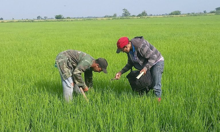 Cerca de mil productores maulinos podrán recibir subsidio para cultivos tradicionales