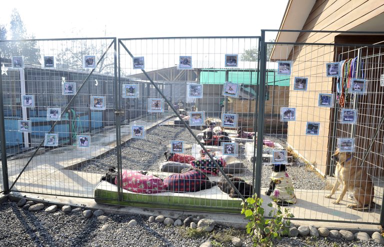 Canil municipal: Un cambio de vida para los perritos abandonados en Curicó
