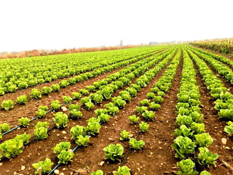 Productores y liceos agrícolas recibirán capacitación en tecnologías de riego