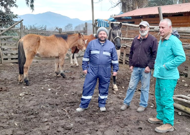 Operativos pecuarios y de enseres en Curicó
