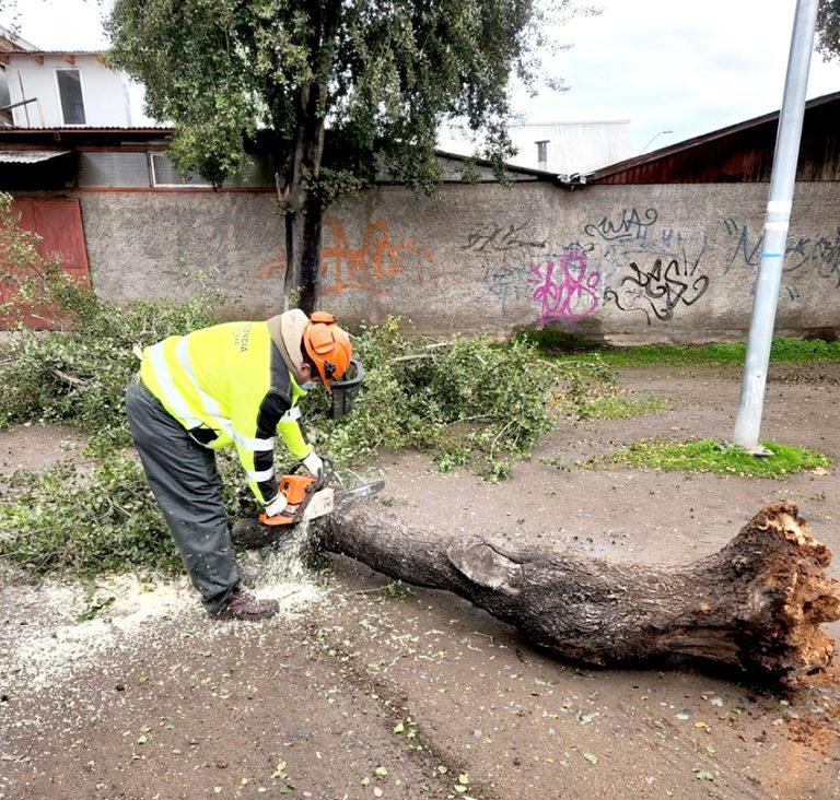 Sistema frontal deja árboles caídos y cortes de luz en varios sectores