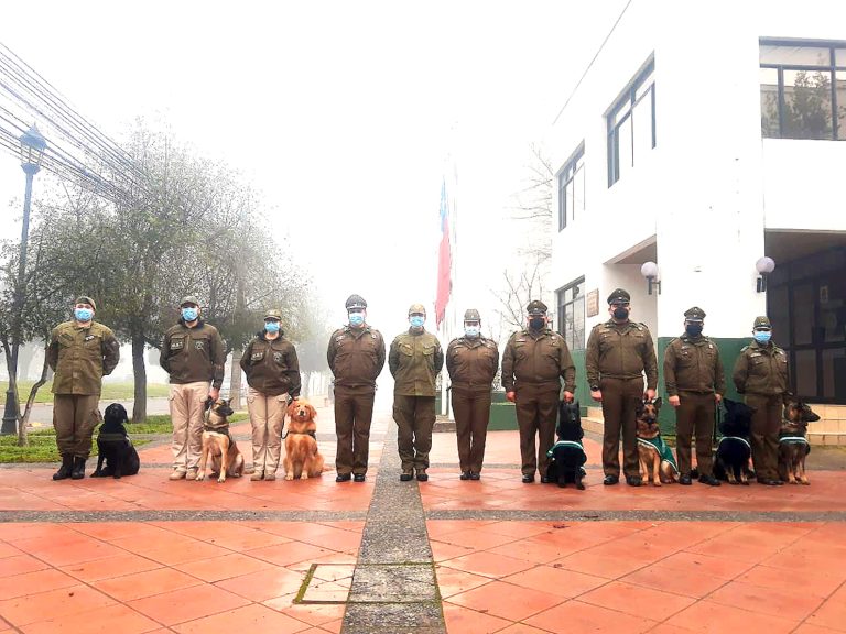 Sección canina de Carabineros ha sido clave en el decomiso de drogas