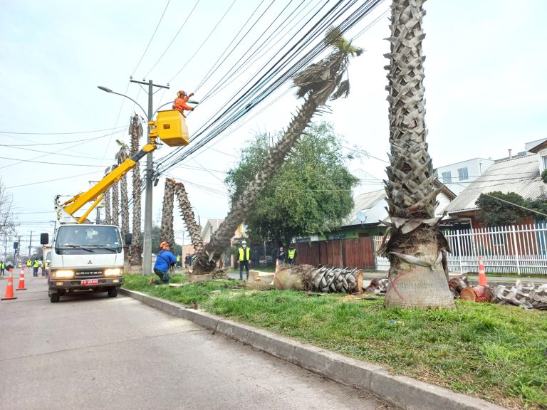 El próximo sábado sigue intervención en bandejón central de la Villa Galilea