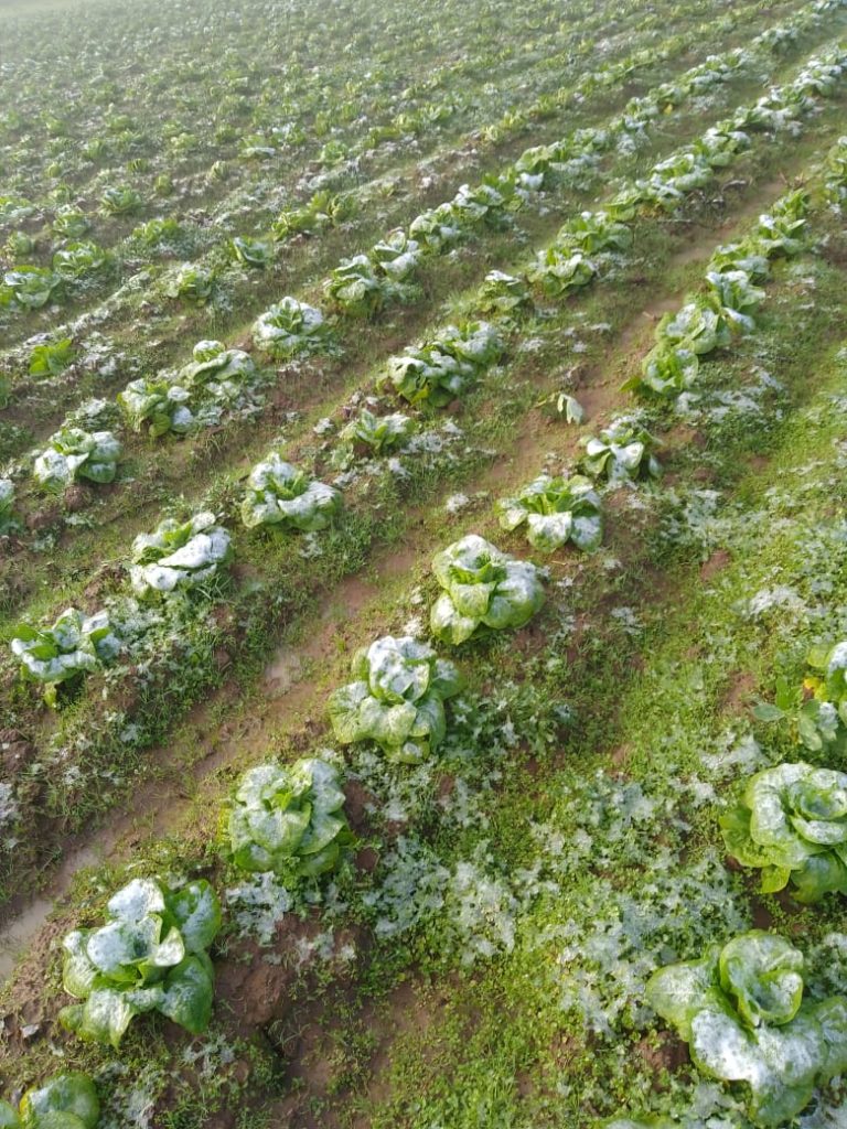 Monitorean posibles daños en la agricultura  por evento de lluvias y nieve en el Maule