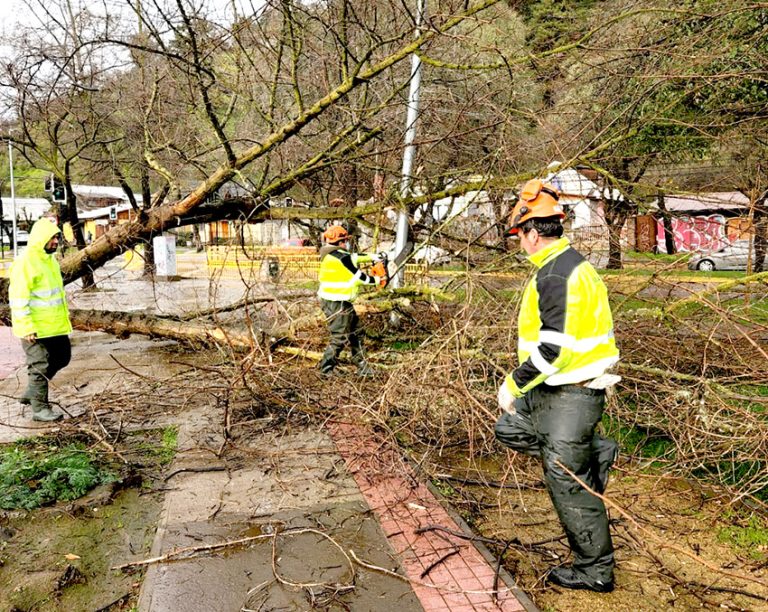 Caída de árboles fue el principal  problema del sistema frontal