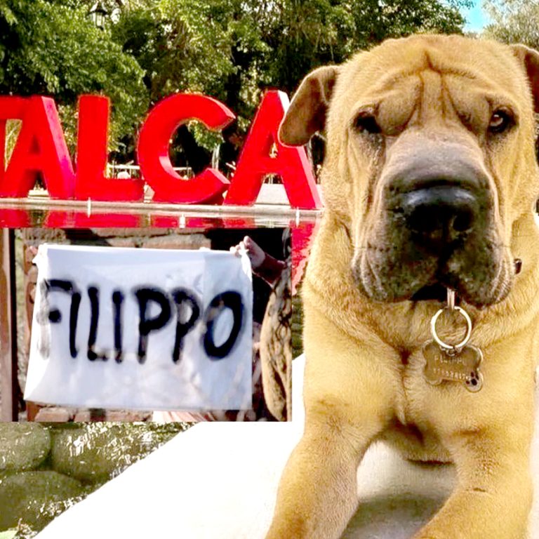 Dueño de Filippo pide justicia y que le devuelvan a su mascota