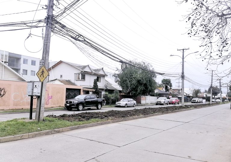 Diversas reacciones tras corte de palmeras