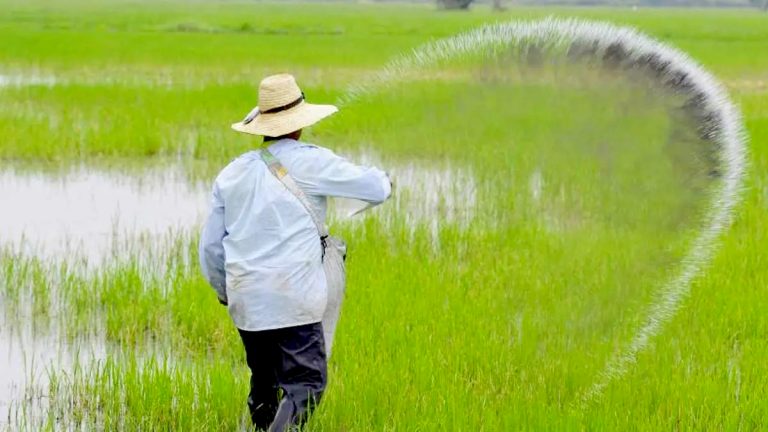 Arroceros de agricultura familiar del Maule reciben apoyo para fortalecer su producción