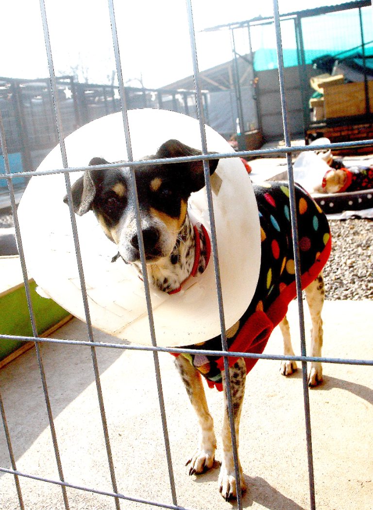Centro Veterinario Municipal potencia  el trabajo cercano con las mascotas