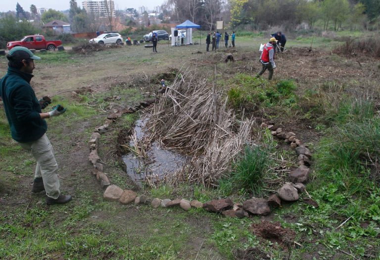 Reforestan interior de humedal urbano en cerro Carlos Condell