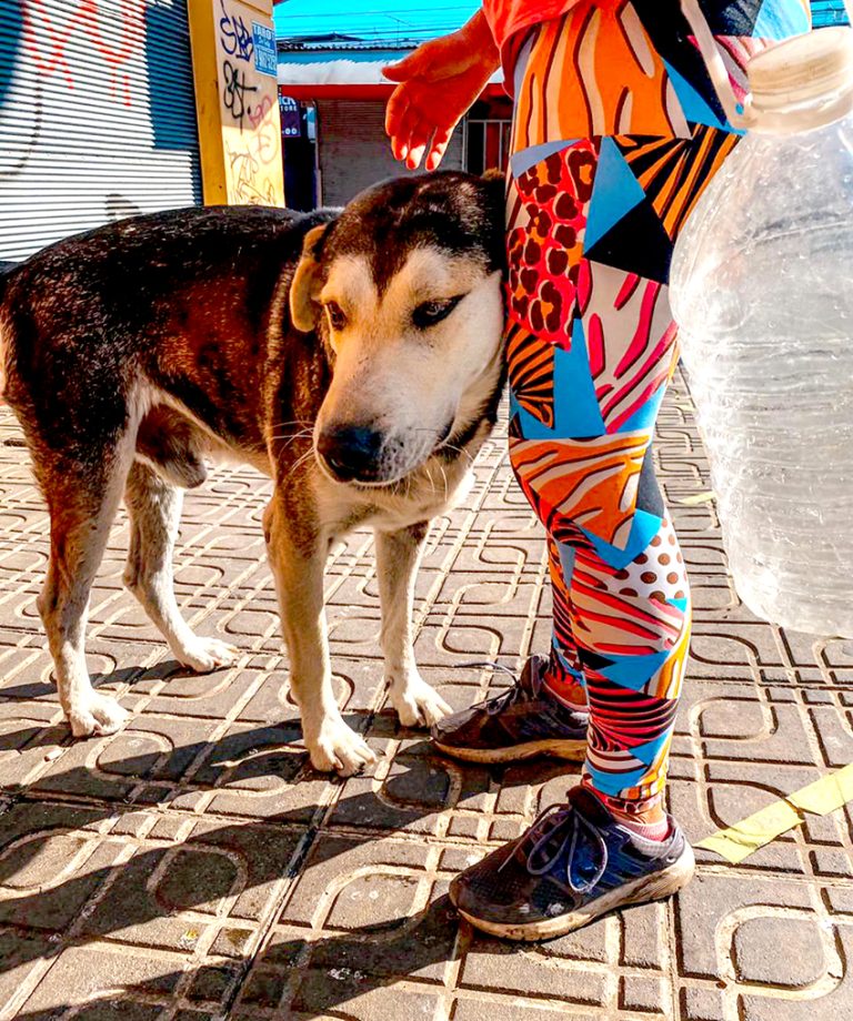 Promueven adopción de perritos adultos