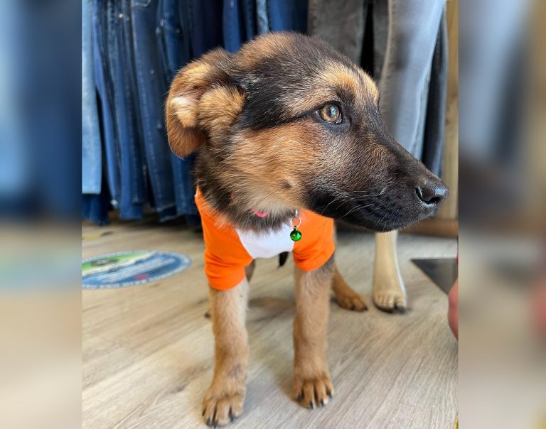 Convocan a adoptar y salvar vidas