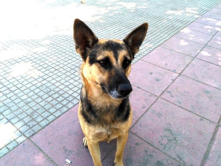 Buscan apoyo para crear cementerio de mascotas