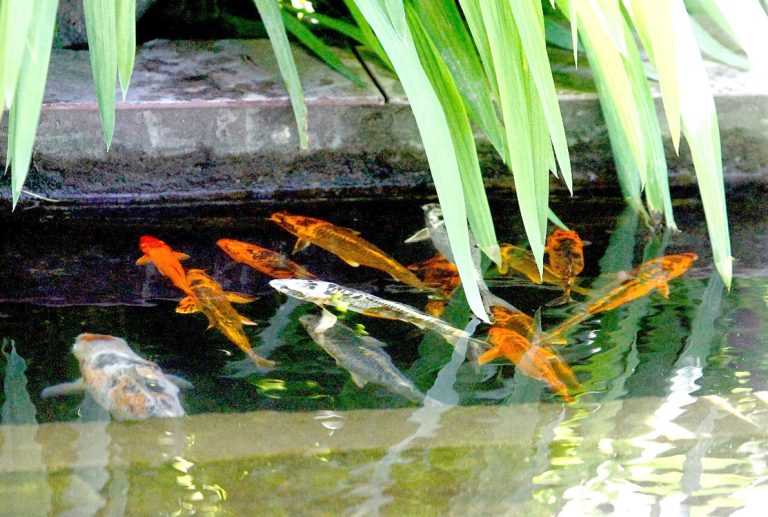 Llegan nuevos peces a la pileta central de la Plaza de Armas