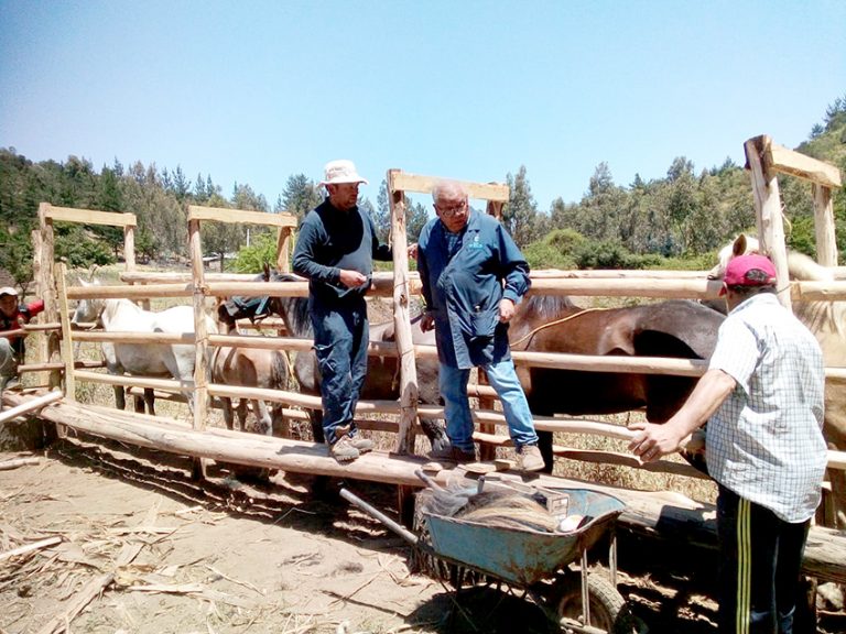 Vuelve la actividad pecuaria en la zona precordillerana