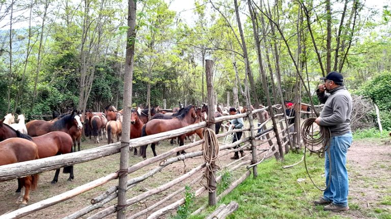 Nuevas localidades de la precordillera curicana reciben operativos pecuarios