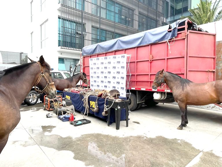 PDI recuperó en Santiago caballares y  aperos robados en parcela de Linares