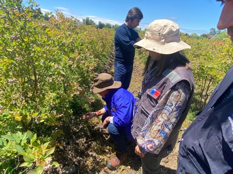 Arándanos, cerezas y frambuesas son los rubros más afectados por recientes lluvias y granizos