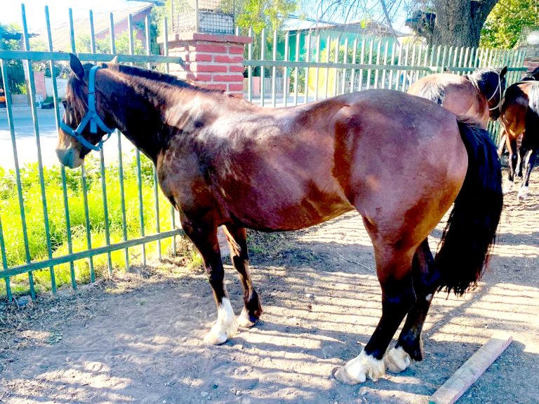 En la Región Metropolitana fueron encontrados caballos robados en Curicó