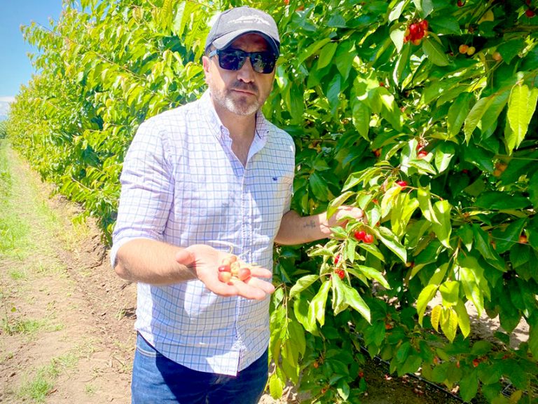 Solicitan activar seguros agrícolas por lluvias y granizada en el Maule