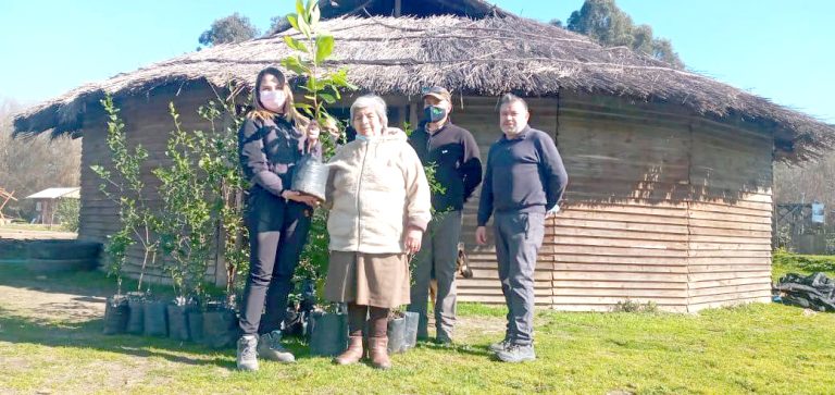 Programa de Arborización de Conaf superó su meta para el año en curso