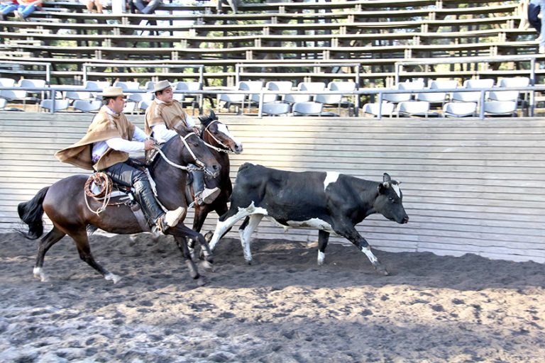 Collera de Molina Caro y Pavez campeones del Rodeo de Curicó