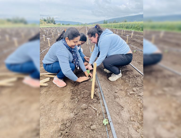Con plantación en Licantén analizan diversidad de especie local de poroto