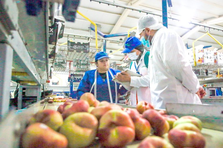 Realizan más de 60 fiscalizaciones  al trabajo agrícola de temporada