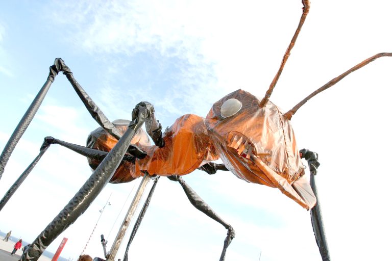Insectos gigantes invadirán la Alameda de Talca