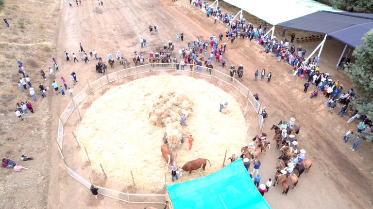 “Trilla a yegua suelta” revivirá antigua tradición de los campos chilenos