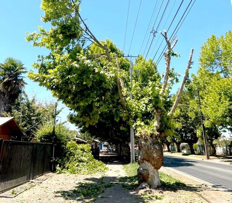 Denuncian “mutilación” de árboles en Molina