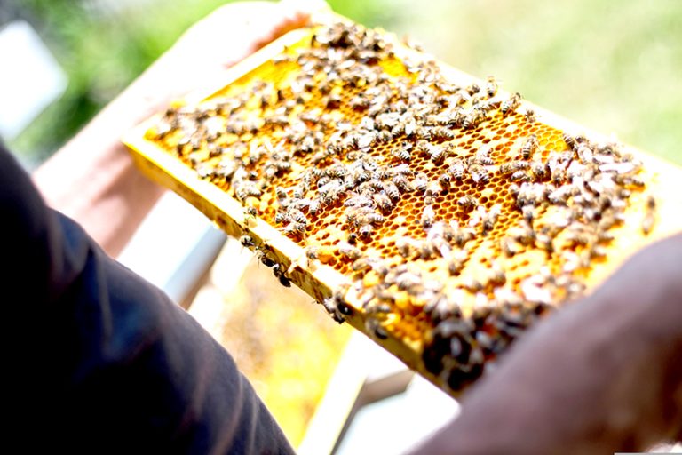 Llaman a apicultores a proteger sus producciones con subsidio del Estado