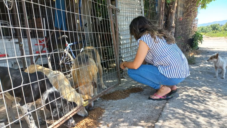 Fundación Paticorta promueve adopción de perritos adultos