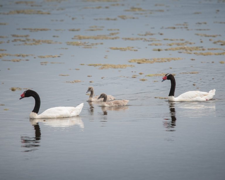 Registran récord de cisnes de cuello negro en Reserva Nacional Laguna Torca