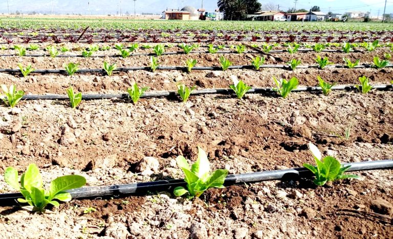 Agricultores preparan extremas medidas para asegurar riego debido a déficit hídrico