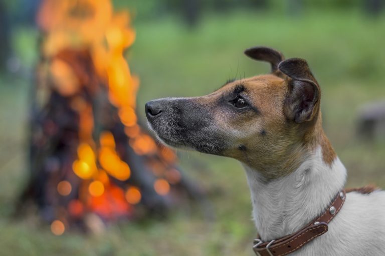 Apoyan creación de brigada que proteja a mascotas en catástrofes