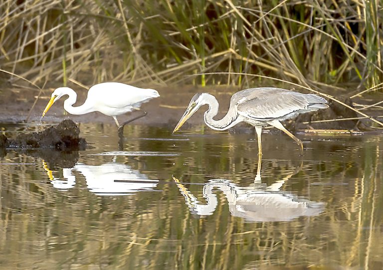 Santuario de Putú: Proteger y conservar este refugio de especies únicas