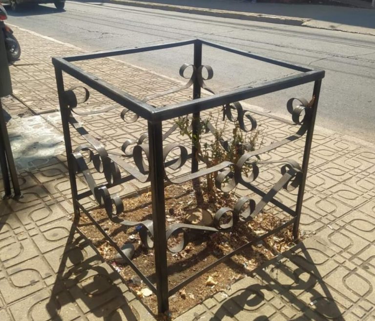 Agrupación Curicó Ecológico critica mutilaciones de árboles